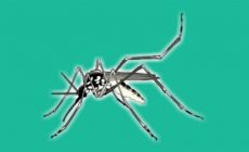 Permalink to Waspada Demam Berdarah Permalink to Waspada Demam Berdarah